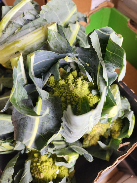 We saw something new and exciting!