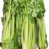 Celery Box – 8/Box - The Original Organic Company