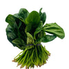 English Spinach (Coolibah) – Bunch - The Original Organic Company