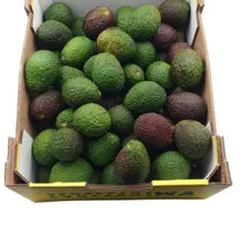 Avocado Hass 10kg - Box