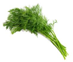 Herb Dill 
