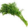 Herb Dill 