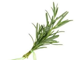 Herb Rosemary 