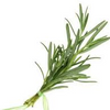 Herb Rosemary 