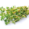 Thyme Certified Organic - The Original Organic Company